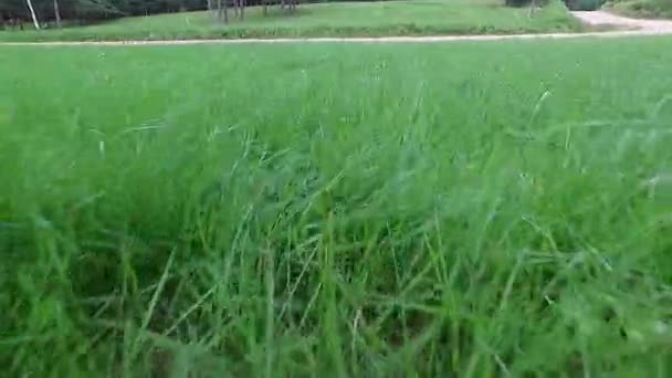 Ga als volgt te lopen groen gras voet weergave — Stockvideo