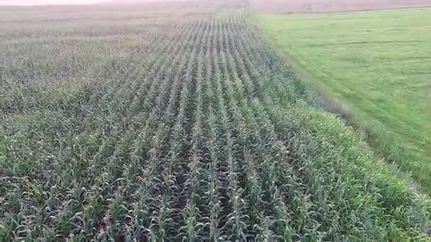 Landing Over Corn Field — Stock Video