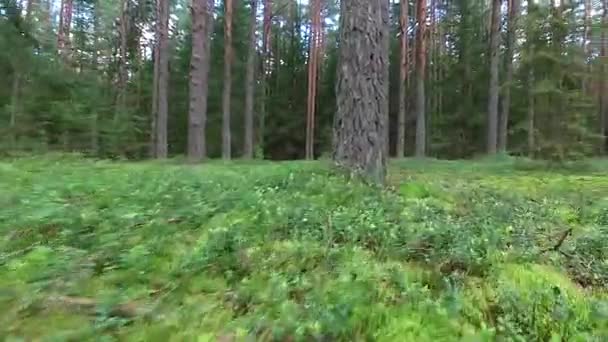 vol entre les arbres dans la forêt  