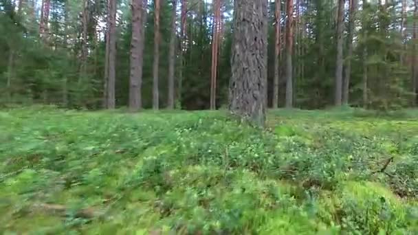 Vuelo entre árboles en el bosque — Vídeo de stock