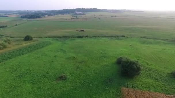 Політ над коровами на лузі — стокове відео