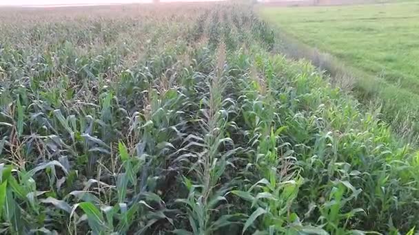 survolant le champ de maïs 