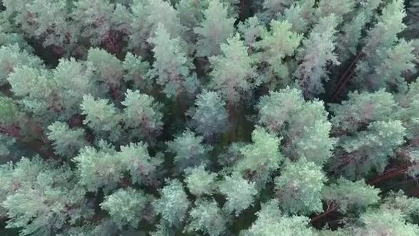 Vista aerea sulla foresta — Video Stock