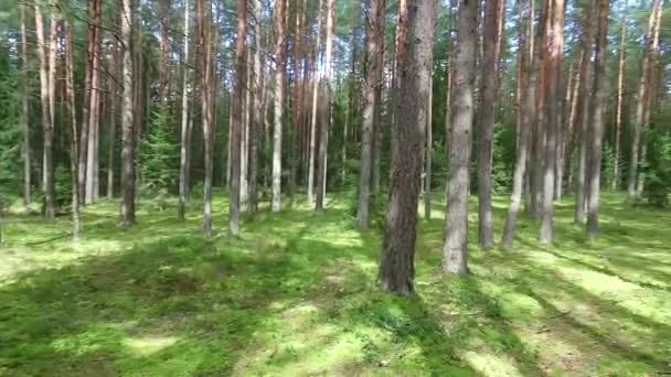 Flyg mellan träden i skogen — Stockvideo