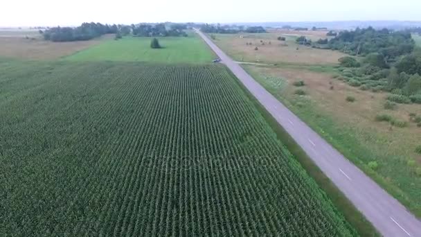 Sobrevoando o campo de milho perto da estrada — Vídeo de Stock