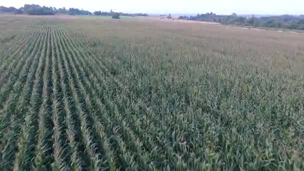 Sobrevoando o campo de milho — Vídeo de Stock