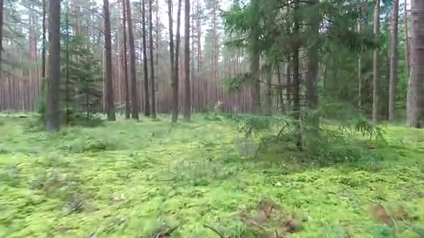 Let v době mezi stromy v lese — Stock video
