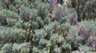 Orman ve çakıl yol üzerinde uçuş