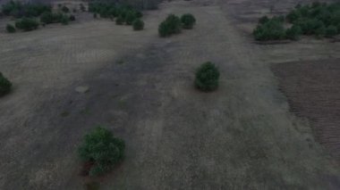 ağacın etrafında uçan