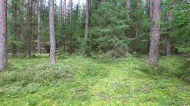 Ormandaki ağaçlar arasında uçuş 