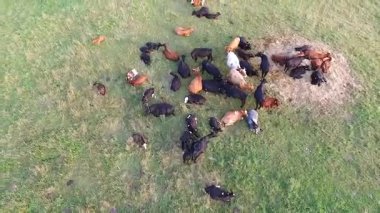 İnekler çayırda üzerinde uçuş