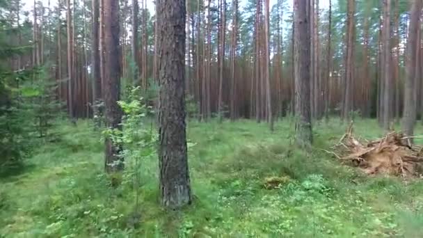 Vuelo entre árboles en el bosque — Vídeo de stock