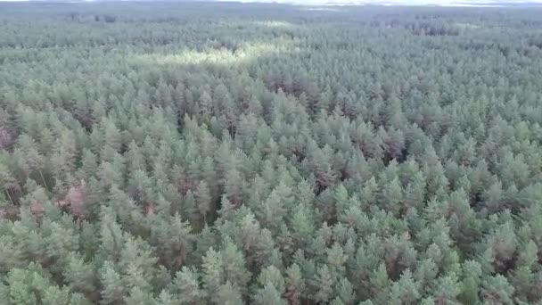 Вид з повітря над лісом — стокове відео