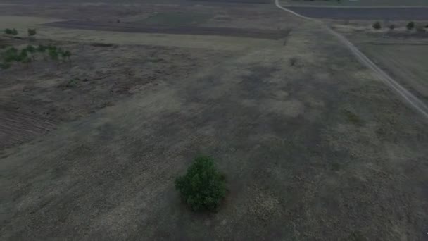 Літати навколо дерева — стокове відео