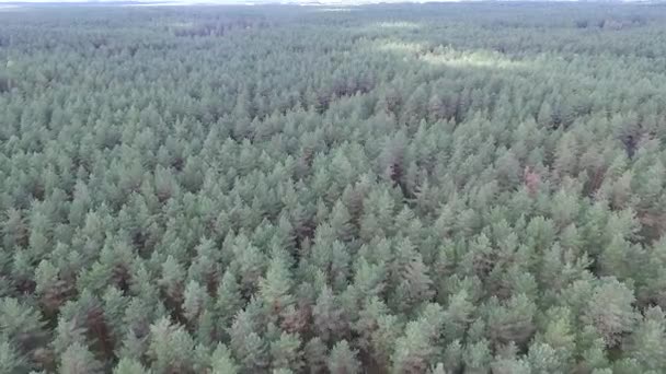 Вид з повітря над лісом — стокове відео