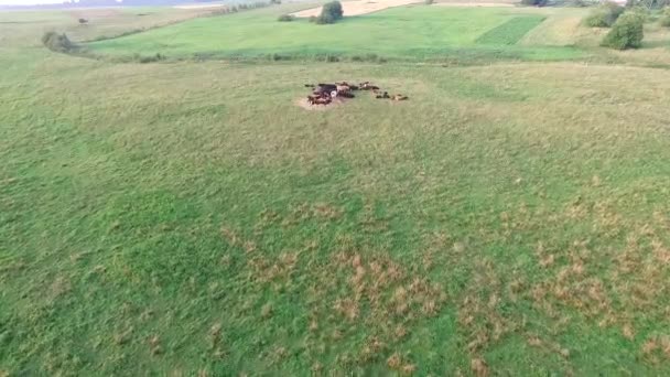 İnekler çayırda üzerinde uçuş — Stok video