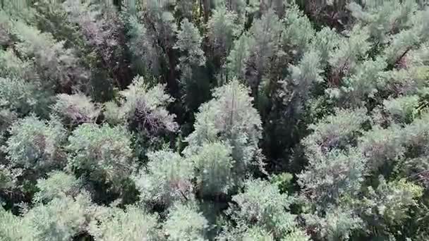 Vista aérea sobre el bosque — Vídeos de Stock