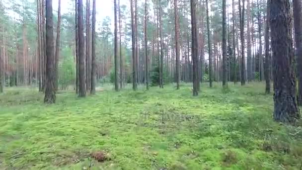 Lotów między drzewa w lesie — Wideo stockowe