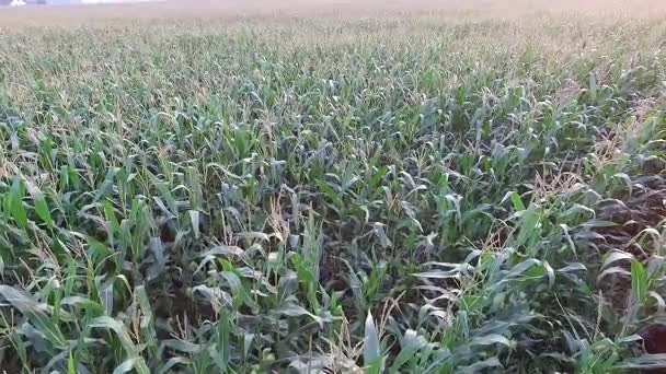 Panorama na polu kukurydzy — Wideo stockowe
