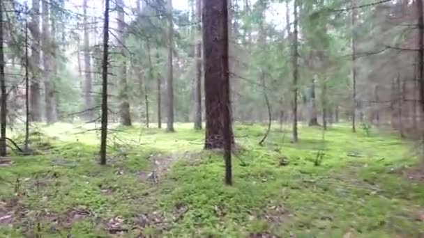在森林里的树木之间飞行 — 图库视频影像