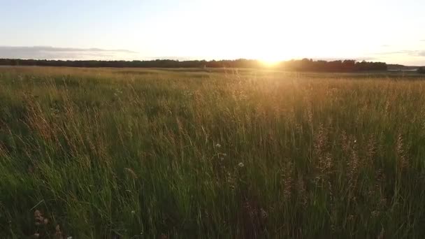 Schlechte Sicht auf Wiese — Stockvideo