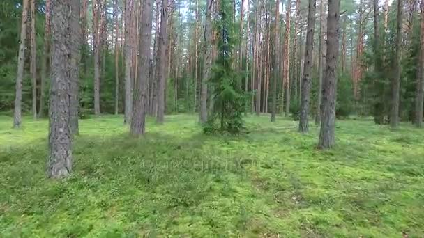 Vuelo entre árboles en el bosque — Vídeo de stock