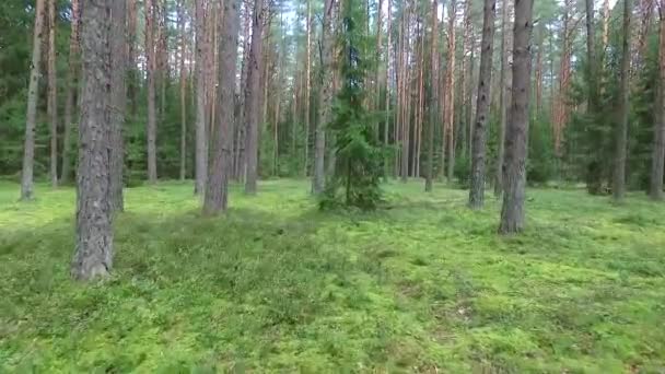 Vol entre les arbres dans la forêt — Video