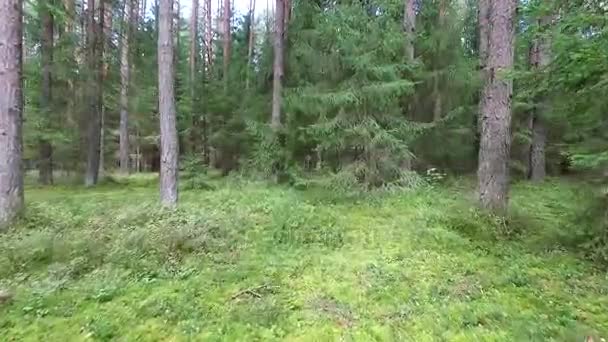 vol entre les arbres dans la forêt  