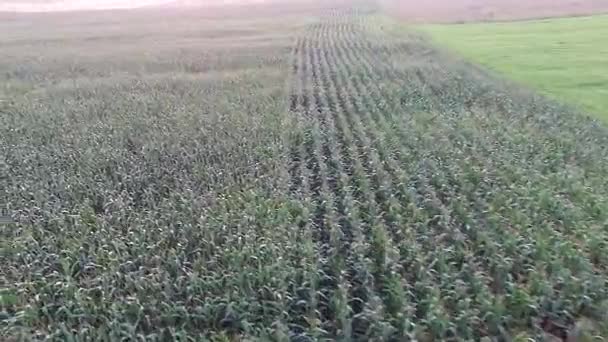Latające nad polem kukurydzy — Wideo stockowe