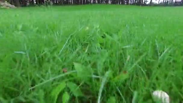 Vol bas sur l'herbe près de la forêt — Video