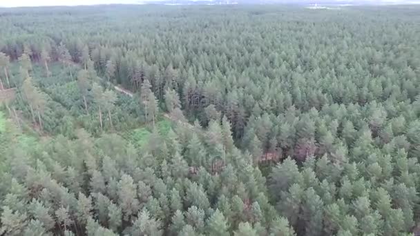 森林空中写真 — ストック動画