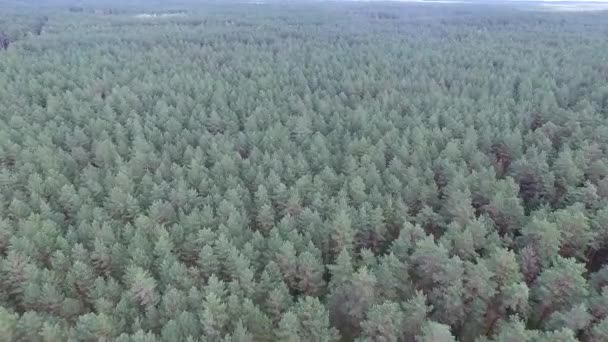 vue aérienne sur la forêt 