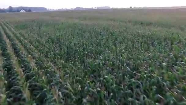 Sobrevoando o campo de milho — Vídeo de Stock