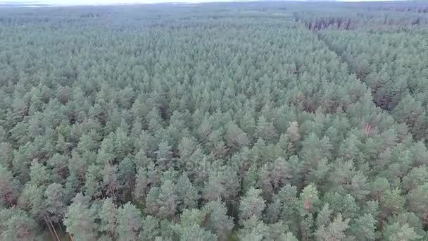 vue aérienne sur la forêt 