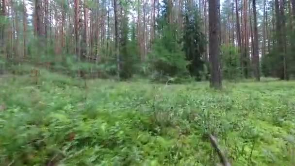 Tiefflug zwischen Bäumen im Wald — Stockvideo