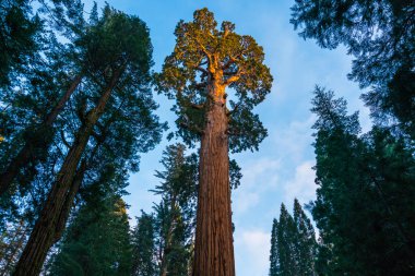 Archioia Ulusal Parkı, Kaliforniya 'daki dev ağaçlar..