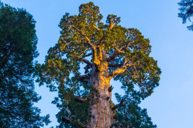 Archioia Ulusal Parkı, Kaliforniya 'daki dev ağaçlar..