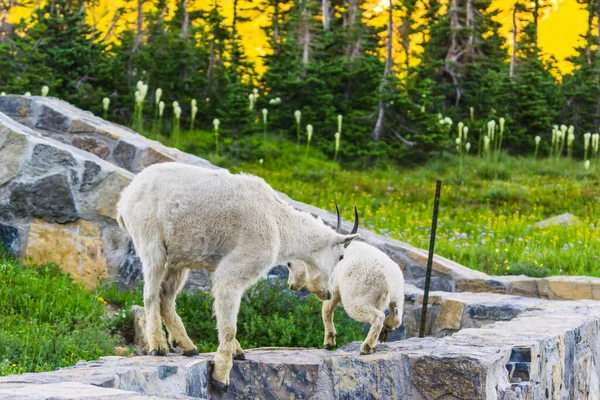 Chèvres Montagne Dans Champ Herbe Verte Parc National Des Glaciers — Photo