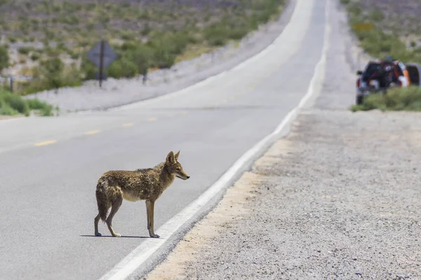 Gambo Coyote Sul Ciglio Della Strada Nella Zona Desertica — Foto Stock