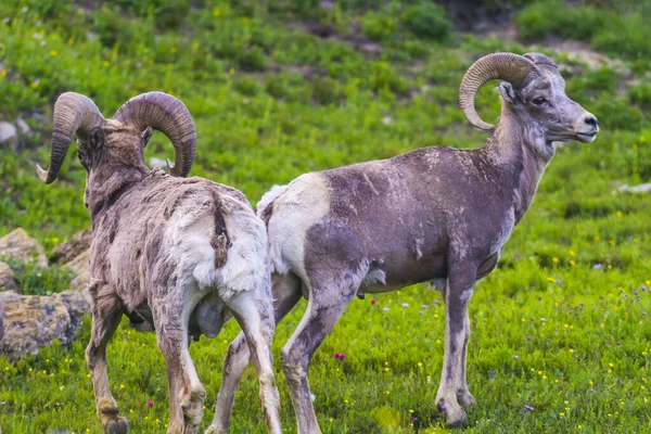 Grand Mouton Corne Parc National Des Glaciers Montana Etats Unis — Photo