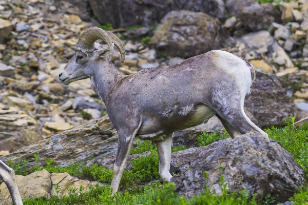 Grandi Pecore Corno Parco Nazionale Del Ghiacciaio Montana Stati Uniti — Foto Stock