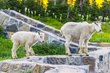 İki dağ keçisi anne ve çocuk yeşil çim tarlasında, Buzul Ulusal Parkı, Montana