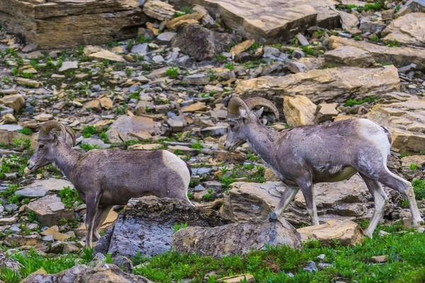 Gruppo Grandi Pecore Corno Parco Nazionale Del Ghiacciaio Montana Stati — Foto Stock