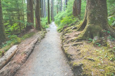 Manzaralı yol manzarası Ormanın içinde güneş ışığıyla.
