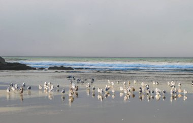 Heceta Lighthouse State Sc 'deki sahilin manzarası.