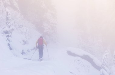 Rainier Ulusal Parkı, Washington, ABD 'de, kar ormanlarında sis olan bir adam..