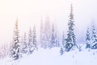 Kış mevsiminde kar bir ağacı kaplamıştı. Gün batımı ışığı ve gökyüzünde sis vardı..