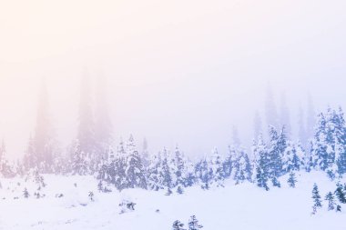 Kış mevsiminde kar bir ağacı kaplamıştı. Gün batımı ışığı ve gökyüzünde sis vardı..