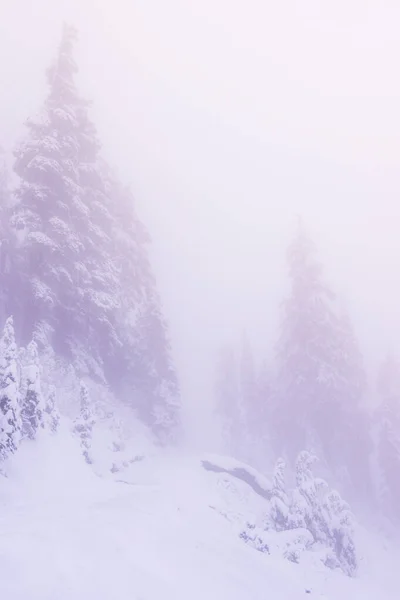Man Snöskog Med Dimma Rainier National Park Washington Usa — Stockfoto