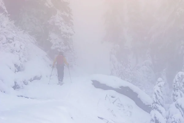 Man Snow Forest Fog Rainier National Park Washington Usa — стоковое фото